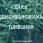 Tumbuhan Yang Berkembang Biak Menggunakan Stolon